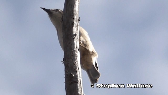 Brown-headed Honeyeater - ML201616351