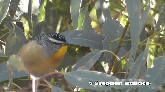 Pardalote pointillé (punctatus) - ML201616361