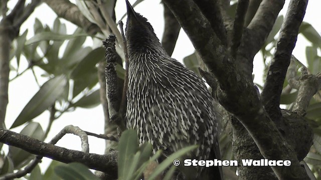 Little Wattlebird - ML201616371