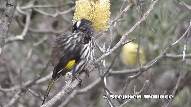 New Holland Honeyeater - ML201616381