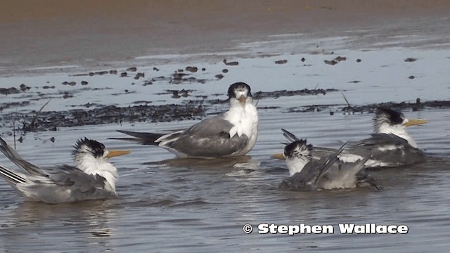 Great Crested Tern - ML201616391