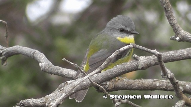 Eastern Yellow Robin - ML201616431