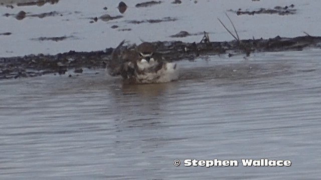 Double-banded Plover - ML201616441