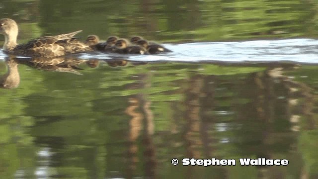 Chestnut Teal - ML201616461