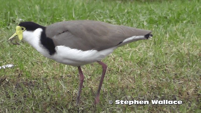 Masked Lapwing (Black-shouldered) - ML201616471