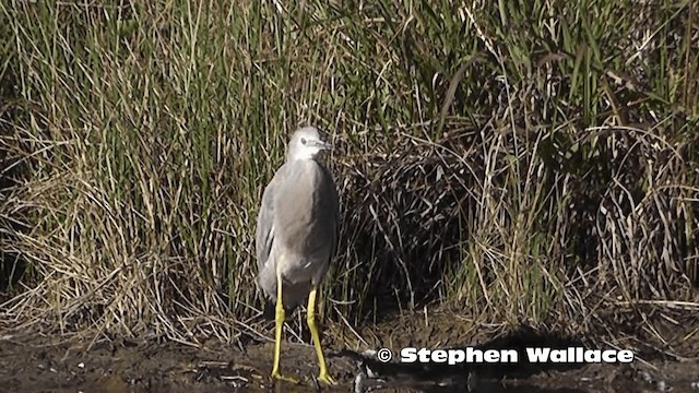 White-faced Heron - ML201616491