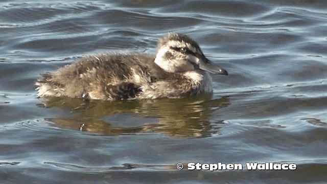 Pacific Black Duck - ML201616501