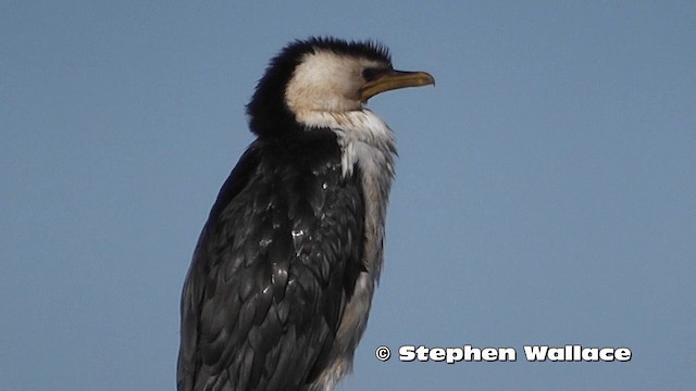 Little Pied Cormorant - ML201616511