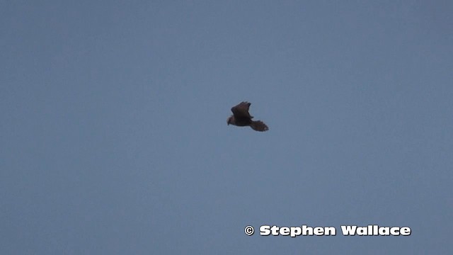 Brown Falcon - ML201616551