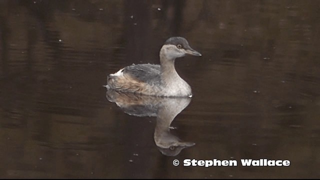 Australasian Grebe - ML201616561