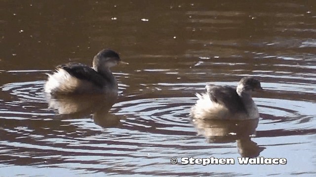 Australasian Grebe - ML201616571