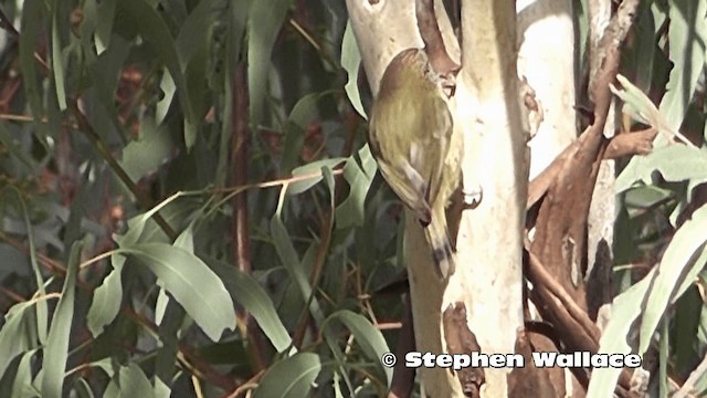 Striated Thornbill - ML201616591