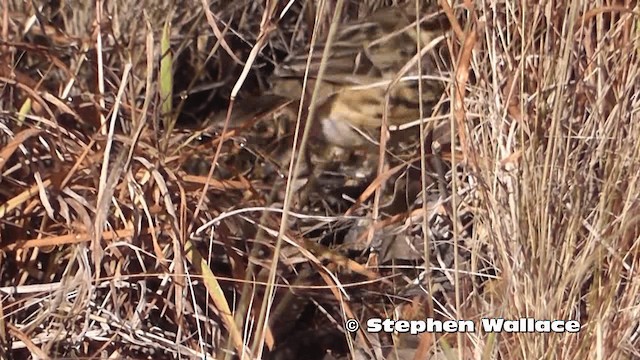 Speckled Warbler - ML201616611