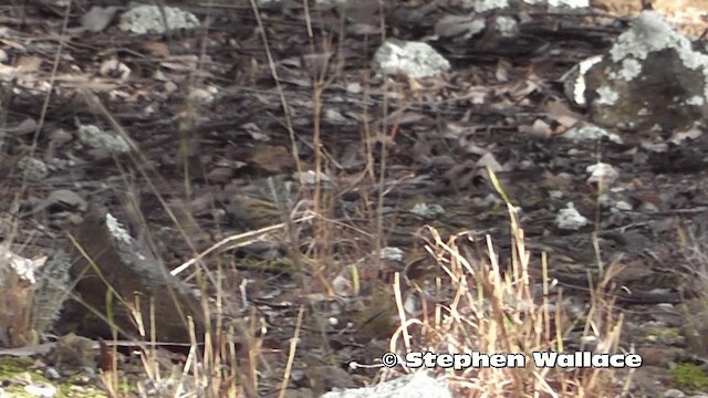 Speckled Warbler - ML201616621