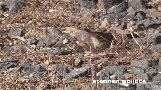 Speckled Warbler - ML201616651