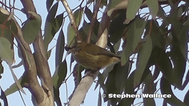 Striated Thornbill - ML201616681