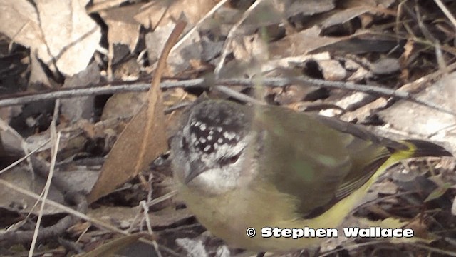 Шиподзьоб жовтогузий - ML201616691