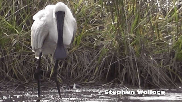 Royal Spoonbill - ML201616701