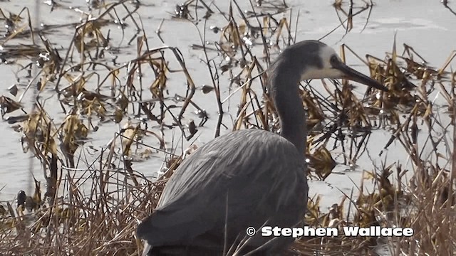 White-faced Heron - ML201616711