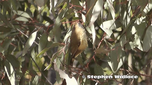 Striated Thornbill - ML201616731