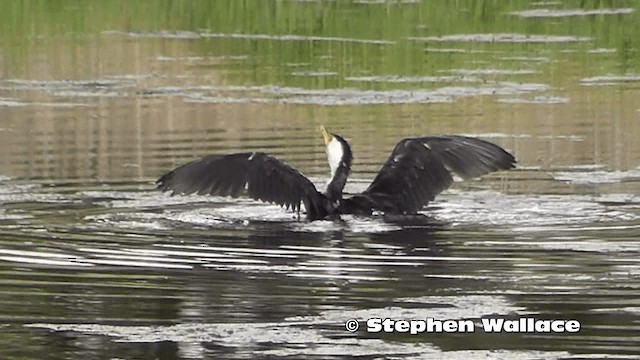 Little Pied Cormorant - ML201616751