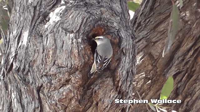 Pardalote Estriado (ornatus) - ML201616771