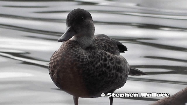 Chestnut Teal - ML201616781