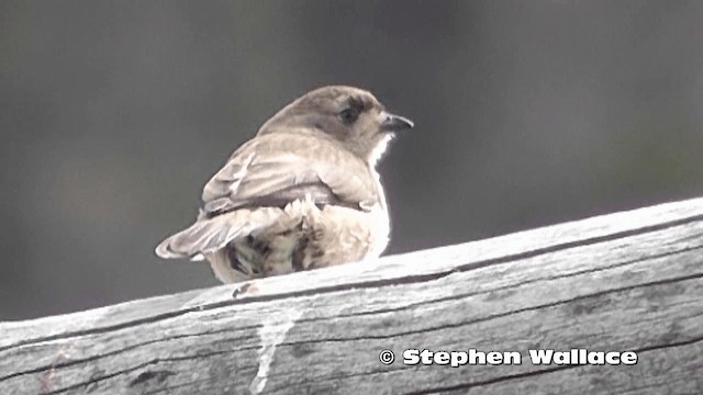 Southern Whiteface - ML201616791