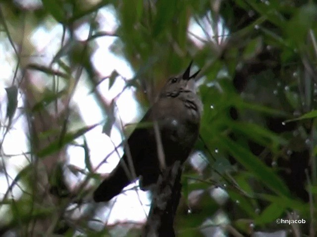 Baikal Bush Warbler - ML201616831