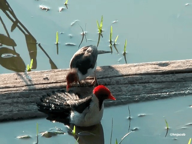 Yellow-billed Cardinal - ML201616841