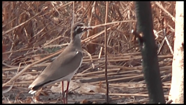 Bronze-winged Courser - ML201616851