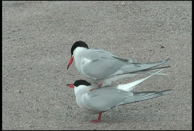 Common Tern (hirundo/tibetana) - ML201616881