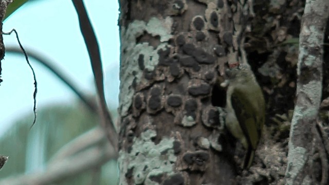 Fine-barred Piculet - ML201616901