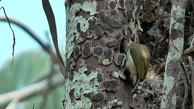 Fine-barred Piculet - ML201616911