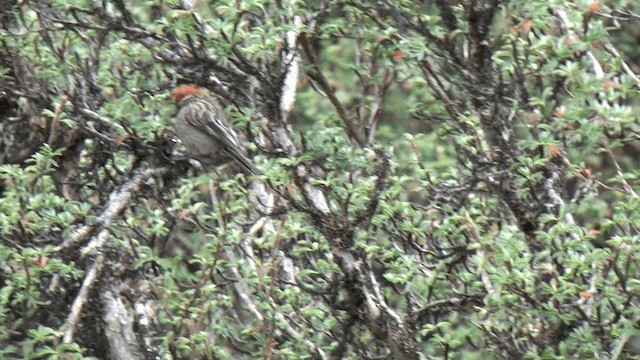 White-browed Tit-Spinetail - ML201616921