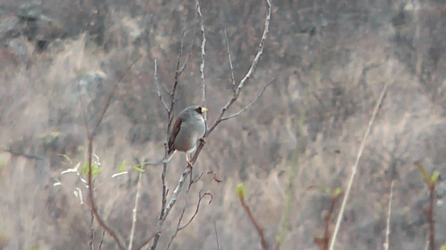 Rufous-backed Inca-Finch - ML201617011