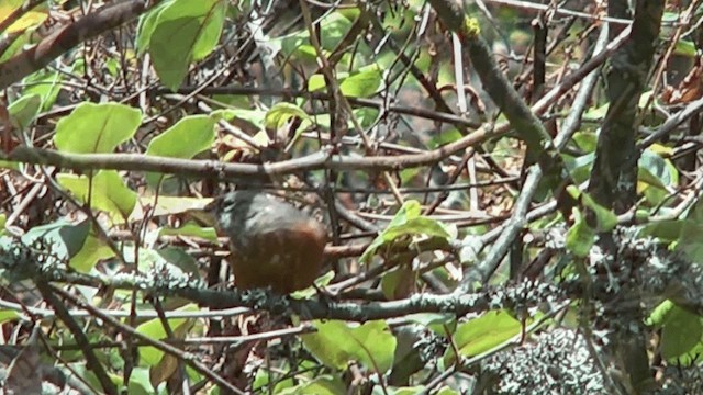 アカハラカマドドリ - ML201617021