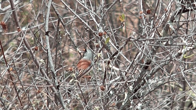 Buff-bridled Inca-Finch - ML201617031