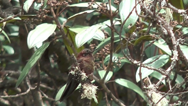 Coppery Metaltail - ML201617051