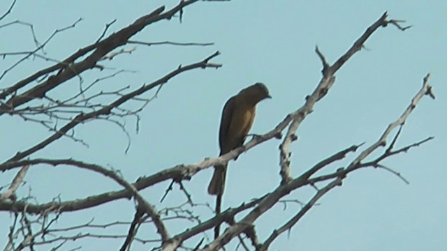 Rufous Flycatcher - ML201617071