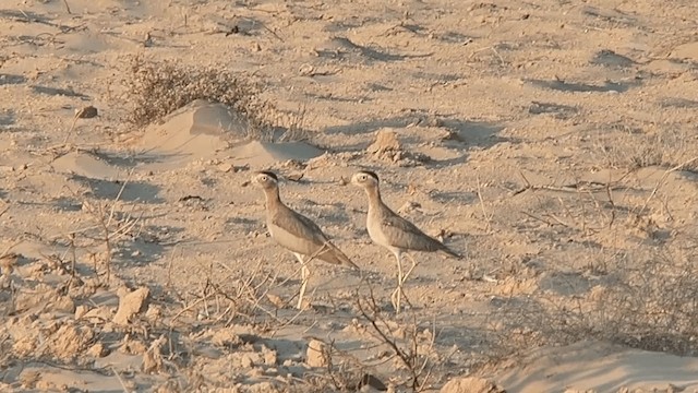 Peruvian Thick-knee - ML201617151