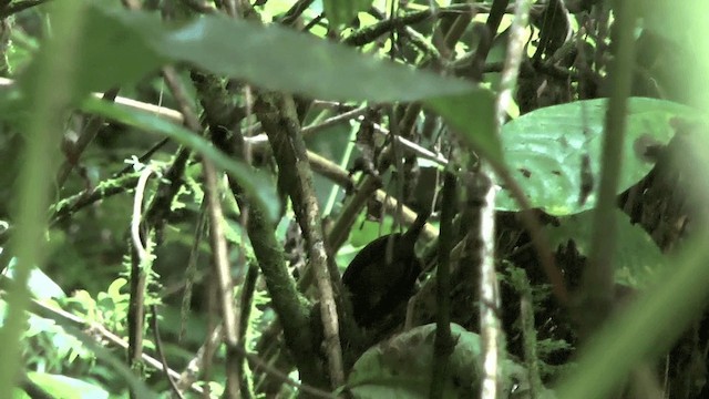 White-crowned Tapaculo - ML201617161