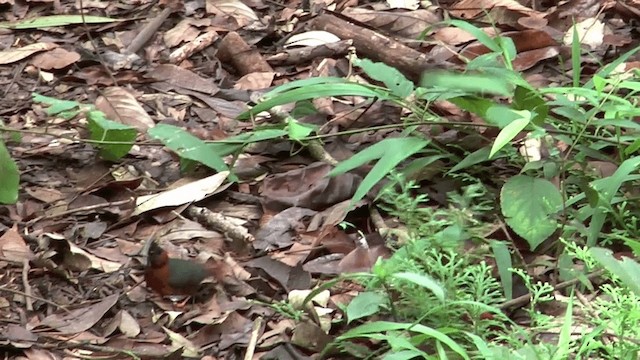 White-plumed Antbird - ML201617171