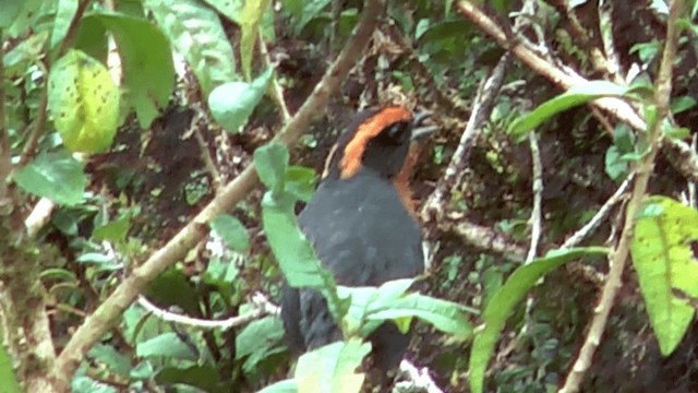 Rufous-browed Hemispingus - ML201617221