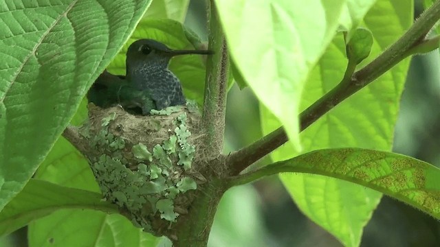 Sapphire-spangled Emerald (Spot-vented) - ML201617251