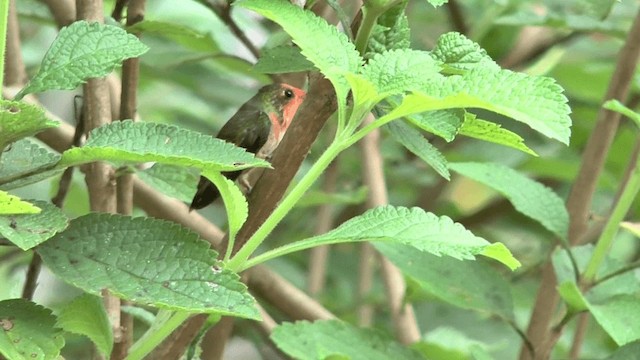 Rufous-crested Coquette - ML201617261