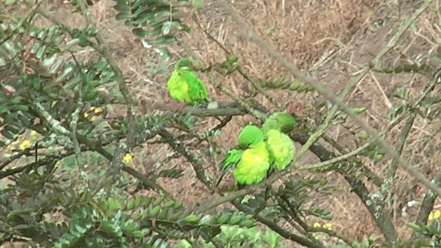 Mountain Parakeet - ML201617311