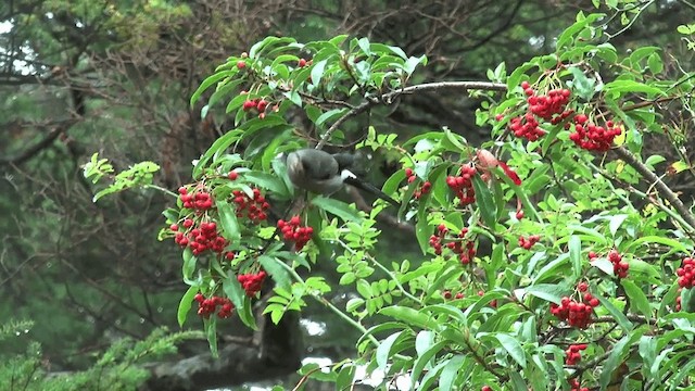 Taiwan Bullfinch - ML201617321