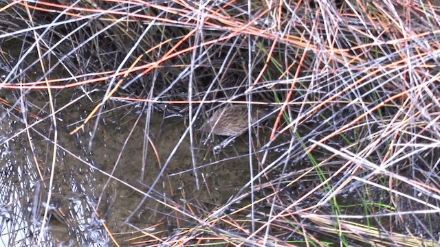 New Zealand Fernbird (New Zealand) - ML201617351