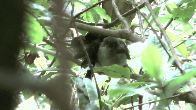 Tomtit Bülbülü [macrocephala grubu] - ML201617411